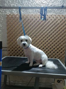 mejores-residencias-caninas-perros-zona-ciudad-lozoyuela