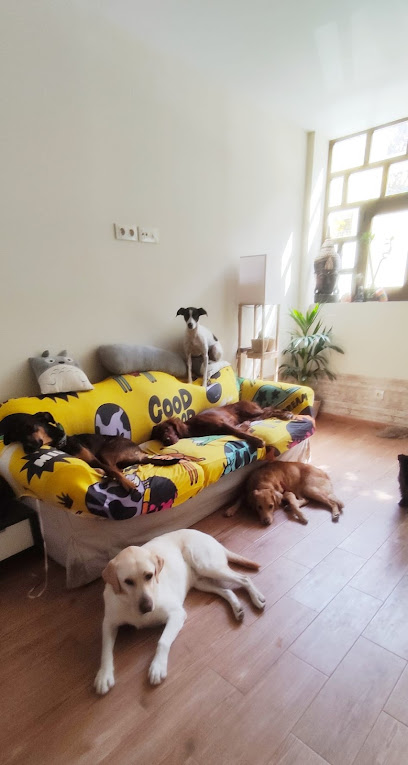 mejores-residencias-caninas-perros-zona-ciudad-madrid