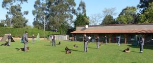 mejores-residencias-caninas-perros-zona-ciudad-maliano