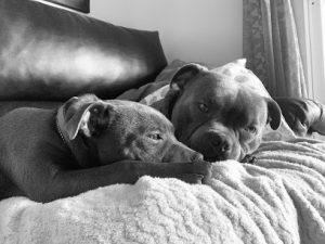 mejores-residencias-caninas-perros-zona-ciudad-manilva