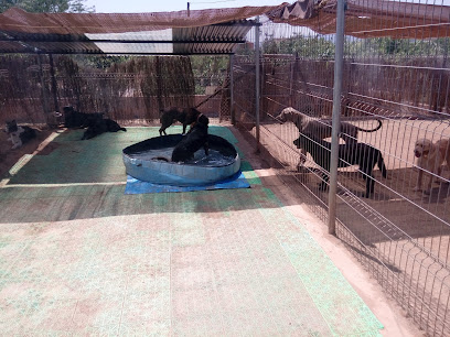 mejores-residencias-caninas-perros-zona-ciudad-manresa