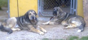 mejores-residencias-caninas-perros-zona-ciudad-marbella