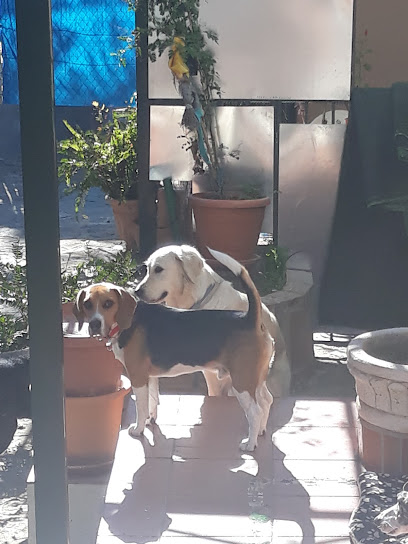 mejores-residencias-caninas-perros-zona-ciudad-marbella