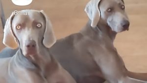 mejores-residencias-caninas-perros-zona-ciudad-masdenverge