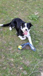 mejores-residencias-caninas-perros-zona-ciudad-meco