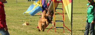 mejores-residencias-caninas-perros-zona-ciudad-menaca