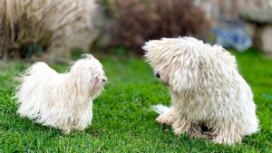mejores-residencias-caninas-perros-zona-ciudad-mestas-de-con