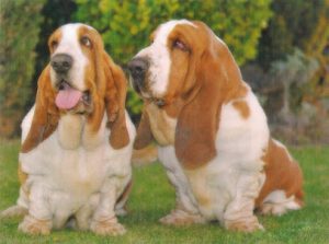 mejores-residencias-caninas-perros-zona-ciudad-mont-roig-del-camp