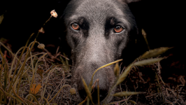 mejores-residencias-caninas-perros-zona-ciudad-monte-das-arcas