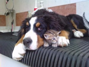 mejores-residencias-caninas-perros-zona-ciudad-moralzarzal