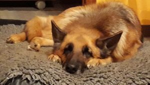 mejores-residencias-caninas-perros-zona-ciudad-moya