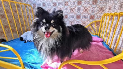 mejores-residencias-caninas-perros-zona-ciudad-naron