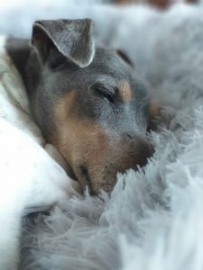 mejores-residencias-caninas-perros-zona-ciudad-neda