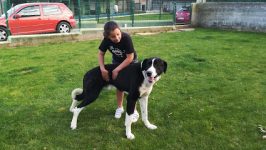 mejores-residencias-caninas-perros-zona-ciudad-norena