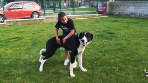 mejores-residencias-caninas-perros-zona-ciudad-norena