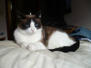 mejores-residencias-caninas-perros-zona-ciudad-norena