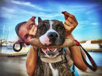 mejores-residencias-caninas-perros-zona-ciudad-nuevo-portil