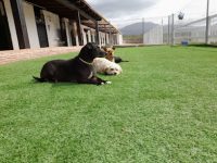 mejores-residencias-caninas-perros-zona-ciudad-oliva-de-plasencia