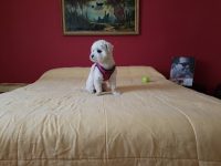 mejores-residencias-caninas-perros-zona-ciudad-oropesa