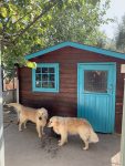 mejores-residencias-caninas-perros-zona-ciudad-otura