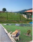 mejores-residencias-caninas-perros-zona-ciudad-oviedo