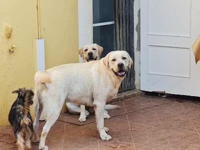 mejores-residencias-caninas-perros-zona-ciudad-palma