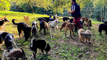 mejores-residencias-caninas-perros-zona-ciudad-palmiano