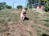 mejores-residencias-caninas-perros-zona-ciudad-pamplona
