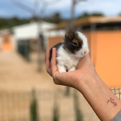 mejores-residencias-caninas-perros-zona-ciudad-peniscola