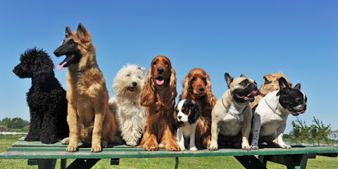 mejores-residencias-caninas-perros-zona-ciudad-plasencia