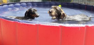 mejores-residencias-caninas-perros-zona-ciudad-polanco