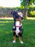 mejores-residencias-caninas-perros-zona-ciudad-prado-del-rey