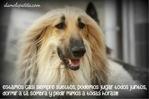 mejores-residencias-caninas-perros-zona-ciudad-puente-la-reina