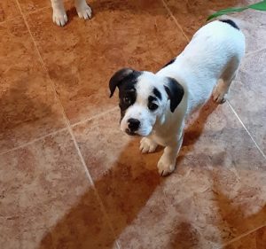 mejores-residencias-caninas-perros-zona-ciudad-puerto-real