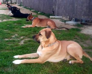 mejores-residencias-caninas-perros-zona-ciudad-puerto-real