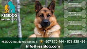 mejores-residencias-caninas-perros-zona-ciudad-rafelbunol