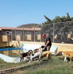 mejores-residencias-caninas-perros-zona-ciudad-regencos