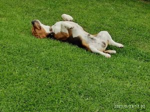mejores-residencias-caninas-perros-zona-ciudad-reocin