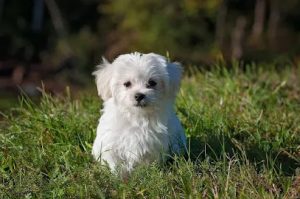 mejores-residencias-caninas-perros-zona-ciudad-rincon-de-la-victoria