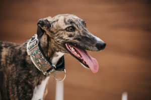 mejores-residencias-caninas-perros-zona-ciudad-rivas-vaciamadrid