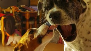 mejores-residencias-caninas-perros-zona-ciudad-rivas-vaciamadrid