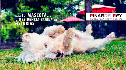 mejores-residencias-caninas-perros-zona-ciudad-rodavigo