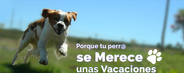 mejores-residencias-caninas-perros-zona-ciudad-rodezno