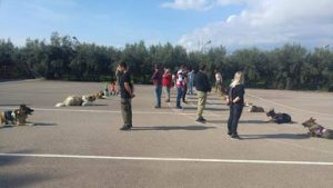 mejores-residencias-caninas-perros-zona-ciudad-roquetas-de-mar