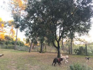mejores-residencias-caninas-perros-zona-ciudad-rubi