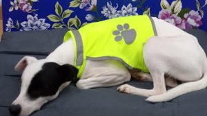 mejores-residencias-caninas-perros-zona-ciudad-salvatierra