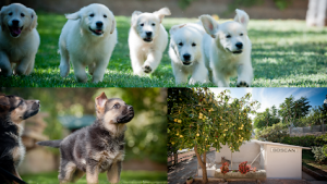 mejores-residencias-caninas-perros-zona-ciudad-san-juan-de-torruella