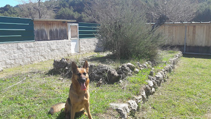 mejores-residencias-caninas-perros-zona-ciudad-san-sebastian-de-los-reyes