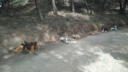 mejores-residencias-caninas-perros-zona-ciudad-sant-pere-de-vilamajor