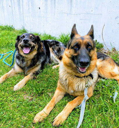 mejores-residencias-caninas-perros-zona-ciudad-santa-cristina-d'aro